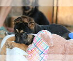 Small #2 German Shepherd Dog