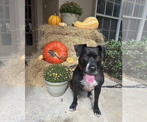 Rosie - Female Boxer-Unknown Mix Dog for Adoption - Photo #11