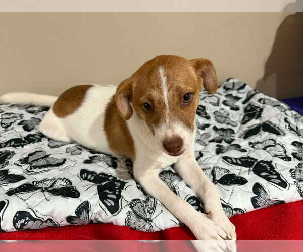 Medium Photo #3 Chihuahua-Unknown Mix Puppy For Sale in Cranston, RI, USA