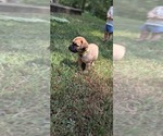 Small #5 Bullmastiff