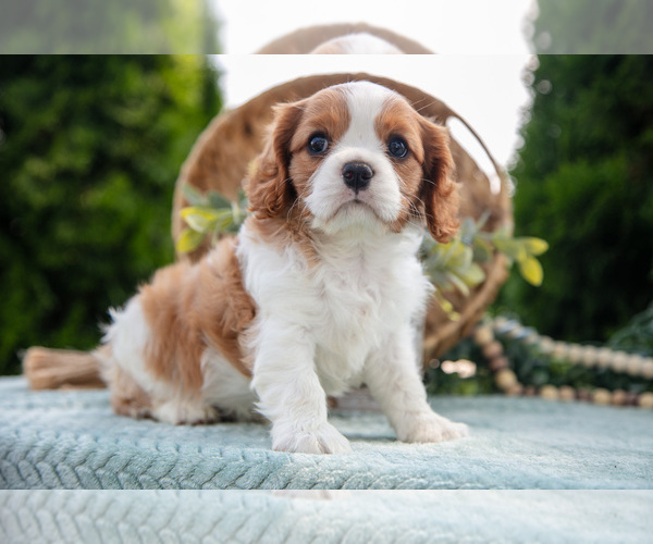 Medium Photo #2 Cavalier King Charles Spaniel Puppy For Sale in GOSHEN, IN, USA