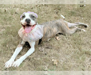 Pretty Princess FOSTER NEEDED TOO! - Female American Staffordshire Terrier-Unknown Mix Dog for Adoption - Photo #4