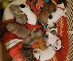 Small Photo #9 French Bulldog Puppy For Sale in CLINTON, IA, USA