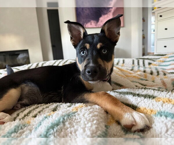 Medium Photo #1 Siberian Husky-Unknown Mix Puppy For Sale in Santa Cruz, CA, USA