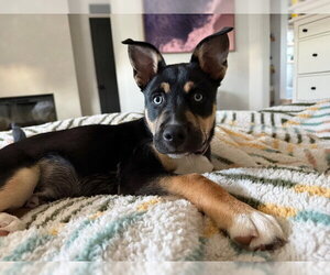 Siberian Husky-Unknown Mix Dogs for adoption in Santa Cruz, CA, USA