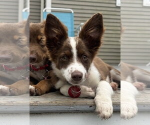 Australian Shepherd-Chihuahua Mix Dogs for adoption in Wakefield, RI, USA