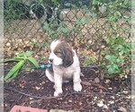 Small #8 English Springer Spaniel