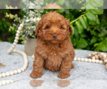 Puppy Sage Goldendoodle (Miniature)