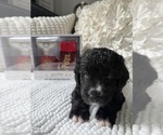 Small #4 Bernedoodle
