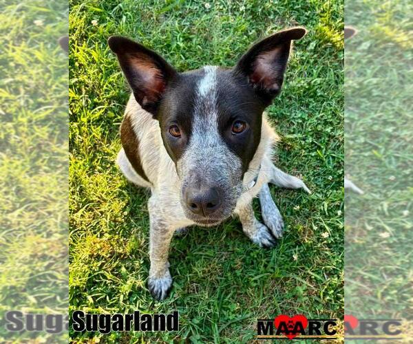 Medium Photo #1 Mutt Puppy For Sale in Maryville, TN, USA