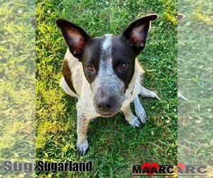 Mutt Dogs for adoption in Maryville, TN, USA