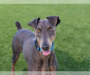 Doberman Pinscher Dogs for adoption in Martinez, CA, USA
