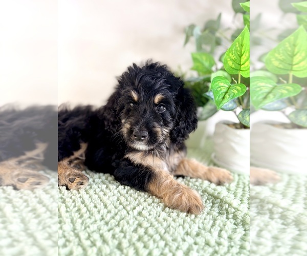 Medium Photo #5 Bernedoodle (Miniature) Puppy For Sale in GREENFIELD, IN, USA