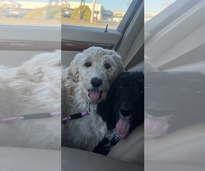 Sheepadoodle Litter for sale in MILFORD, DE, USA