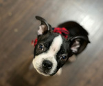 Small Photo #2 Boston Terrier Puppy For Sale in BROOKLINE, PA, USA