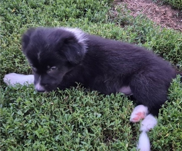 Medium Photo #2 Border-Aussie Puppy For Sale in BLUE RIVER, WI, USA