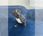 Small Photo #36 French Bulldog Puppy For Sale in HOUSTON, TX, USA