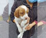 Small Photo #1 Brittany Puppy For Sale in CULPEPER, VA, USA