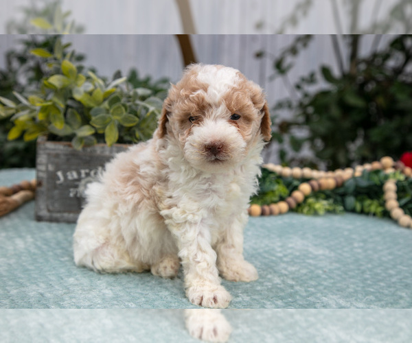 Medium Photo #3 Poodle (Miniature) Puppy For Sale in FARWELL, MI, USA
