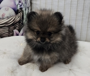 Pomeranian Puppy for Sale in MENIFEE, California USA