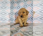 Small Photo #2 Golden Retriever Puppy For Sale in COULEE CITY, WA, USA