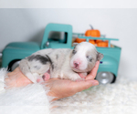 Small #3 Border Collie