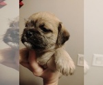 Image preview for Ad Listing. Nickname: Pug a poos