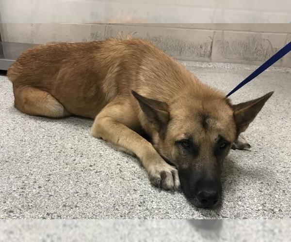 Medium Photo #1 German Shepherd Dog Puppy For Sale in Conroe, TX, USA