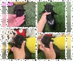 Image preview for Ad Listing. Nickname: Shihtzu puppies
