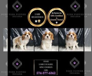Cavalier King Charles Spaniel Puppy for sale in WARSAW, IN, USA