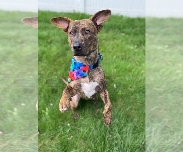 Medium Photo #5 Mountain Cur-Unknown Mix Puppy For Sale in Rockaway, NJ, USA