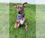 Small #4 Mountain Cur Mix