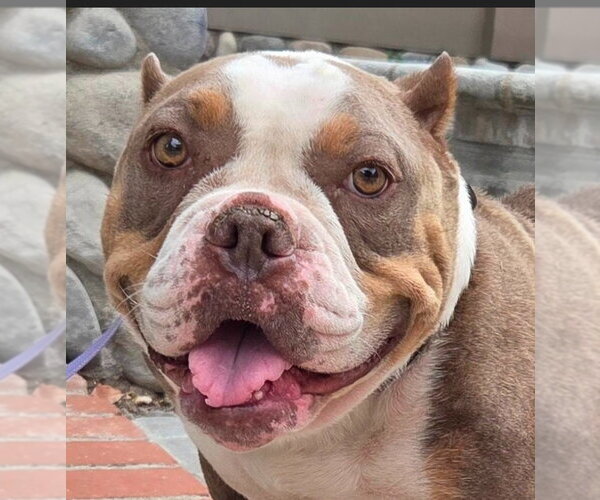 Medium Photo #1 American Staffordshire Terrier-Unknown Mix Puppy For Sale in Lake Forest, CA, USA