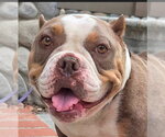 Small American Staffordshire Terrier Mix