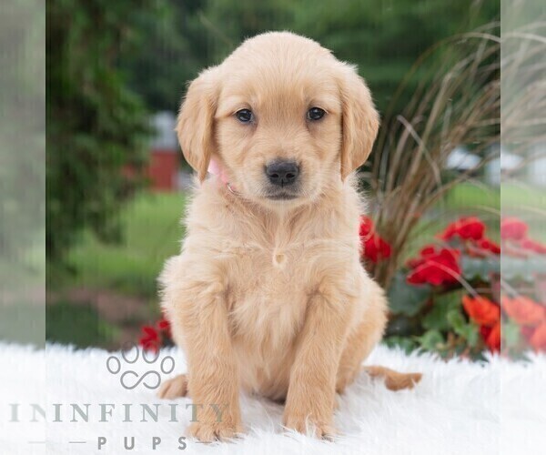 Medium Photo #1 Golden Retriever Puppy For Sale in NEWPORT, PA, USA