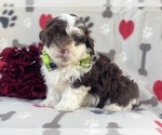 Small Photo #5 Lhasa-Poo Puppy For Sale in LAKELAND, FL, USA