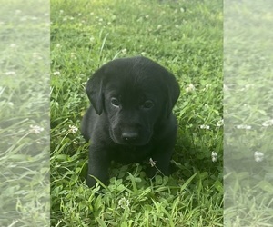 Medium Labrador Retriever