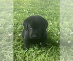 Puppy Puppy 2 Green Labrador Retriever