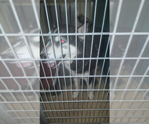 Siberian Husky Dogs for adoption in Texas City, TX, USA
