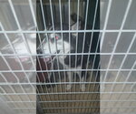 PETER BARKER - Male Siberian Husky Dog for Adoption - Small photo