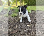 Small #2 Boston Terrier
