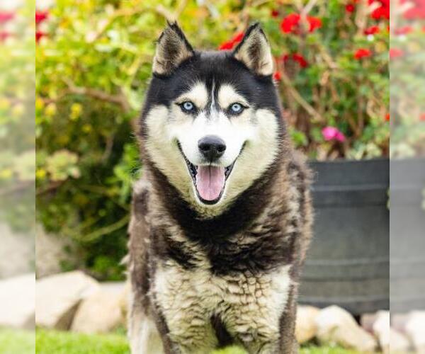 Medium Photo #2 Siberian Husky Puppy For Sale in Camarillo, CA, USA