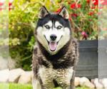 Small #1 Siberian Husky
