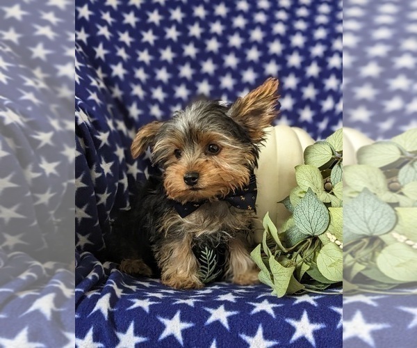 Medium Photo #4 Yorkshire Terrier Puppy For Sale in OXFORD, PA, USA