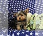 Small Photo #4 Yorkshire Terrier Puppy For Sale in OXFORD, PA, USA