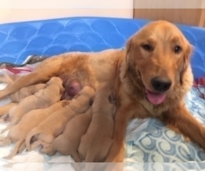 Mother of the Golden Retriever puppies born on 12/25/2022