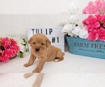 Puppy 2 Labradoodle