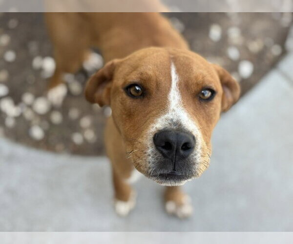 Medium Photo #1 Redbone Coonhound-Unknown Mix Puppy For Sale in Tulsa, OK, USA