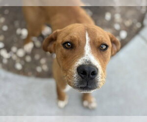 Redbone Coonhound-Unknown Mix Dogs for adoption in Tulsa, OK, USA