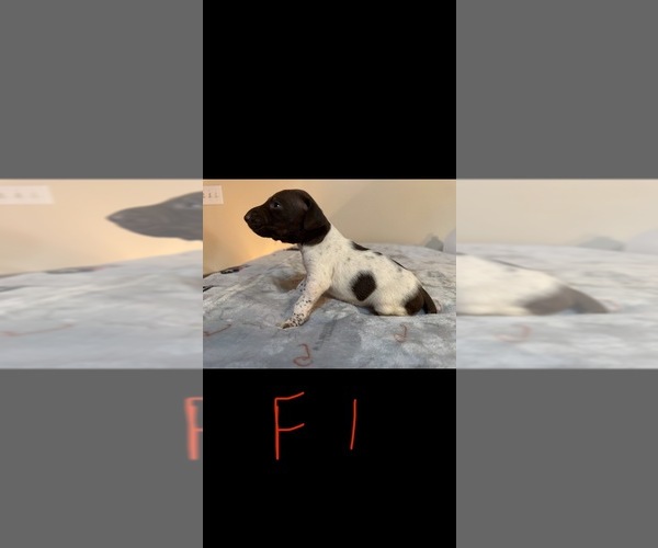 Medium Photo #10 German Shorthaired Pointer Puppy For Sale in FULTON, MO, USA